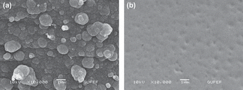 Figure 2. Scanning electron micrographs of PPy/PVS electrode surface: (a) without enzyme; (b) with enzyme.