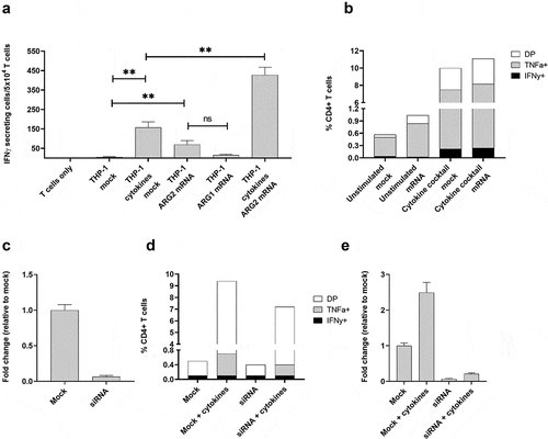 Figure 7. The recognition of ARG2-expressing cells by ARG2-specific T-cells dependent on the level of ARG2 expression in addition to the antigen-processing apparatus of the target T-cells. (a) IFNγ ELISPOT response of the ARG2-specific T-cells toward THP-1 cells unstimulated or pre-stimulated with the cytokine cocktail and mock transfected or transfected with ARG1 or ARG2 mRNA. Effector-to-target ratio 2.5:1 with 5 × 104 effector cells plated per well. ** p ≤ 0.01 and ns = not significant according to the distribution free resampling rule. (b) Intracellular staining of TFNα and IFNγ production from CD4 + T-cells in the ARG2-specific T-cell culture when incubated with unstimulated THP-1 cells or THP-1 cells pre-stimulated with cytokine cocktail followed by either mock (mock) or ARG2 mRNA (mRNA) transfection. Effector-to-target ratio 2:1 with 500,000 effector cells used per condition. DP: Double Positive. (c) ARG2 expression in THP-1 cells evaluated by RT-qPCR at 48 h post transfection with ARG2-specific siRNA. Data are represented as fold change vs mock-transfected THP-1 cells; mean+SD, n = 4. (d) Intracellular staining of TFNα and IFNγ production from CD4 + T-cells in the ARG2-specific T-cell culture when incubated with mock- or siRNA-transfected cells kept under unstimulated or cytokine cocktail stimulated conditions for 48 h prior to setup. Effector-to-target ratio 2:1 with 500,000 effector cells used per condition. (e) ARG2 expression in THP-1 cells evaluated by RT-qPCR at 48 h post transfection with ARG2-specific siRNA followed by cytokine cocktail stimulation. Data are represented as fold change vs unstimulated mock-transfected THP-1 cells; mean+SD, n = 4.