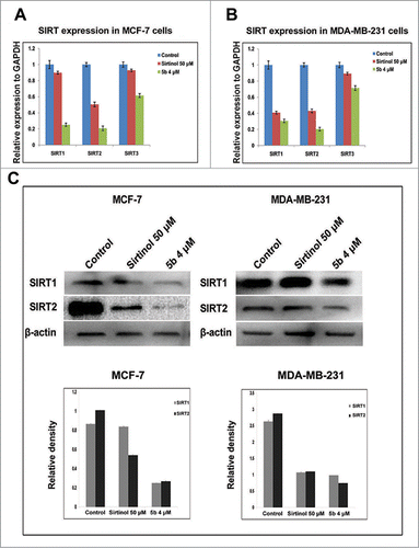 Figure 4. 5b down modulates levels of SIRTs both at transcriptional level and post transcriptional level. (A, B) Cells treated with Sirtinol and 5b was subjected to qRTPCR with SIRT primers taking GAPDH as endogeneous control. Relative expression has been shown with respect to GAPDH. (C) Cells were pretreated with Sirtinol 50 μM and 5b 4 μM for 24 h. Downregulation of SIRT protein levels were assessed by western blot. β- actin was used as loading control. Data are shown as the mean + SD. All these data were obtained from 3 independent experiments and a representative figure has been shown from 3 replicates.