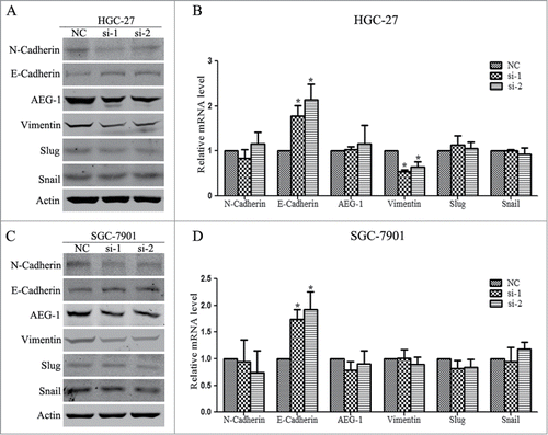Figure 6. Linc00152 depletion represses epithelial-to-mesenchymal transition (EMT) program. (A) Western Blot analyzed the expression of EMT related protein factors with Linc00152 knockdown in HGC-27 cells. (B) The relative mRNA levels of these EMT related factors were detected by qRT-PCR in HGC-27 with Linc00152 silence. (C) Western Blot detected EMT related protein expression with Linc00152 reduction in SGC-7901 cells. (D) qRT-PCR results of these EMT factors in SGC-7901 with Linc00152 depletion. The data were presented as the mean ± SD (n = 3), and *P < 0.05.