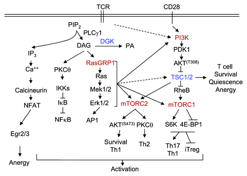 Figure 1. TSC1/2-mTOR signaling in T cell activation and tolerance. TCR engagement activates PLCγ1, which hydrolyzes PIP2 to generate DAG and IP3, two important second messengers that trigger the activation of multiple signal cascades. IP3 triggers Ca2+ influx, which, in turn, induces the activation of the calcineurin-NFAT pathway. DAG associates and activates RasGRP1 and PKCθ, resulting in the activation of the Ras-Erk1/2-AP1 and IKK-NFκB pathways, respectively. CD28 provides costimulation and enhances PI3K-Akt activation. The Ca2+-NFAT pathway alone induces T cell anergy by increasing expression of anergy-promoting molecules. This pathway, in concert with DAG-mediated pathways, induces T cell activation. DGKs convert DAG to PA and, thus, inhibit T cell activation. In T cells, the RasGRP1-Ras-Erk1/2 pathway as well as the PI3K-Akt pathway, is important for mTORC1 and mTORC2 signaling. TSC1 inhibits mTORC1, but promotes mTORC2 signaling and is important for T cell survival, quiescence and anergy.