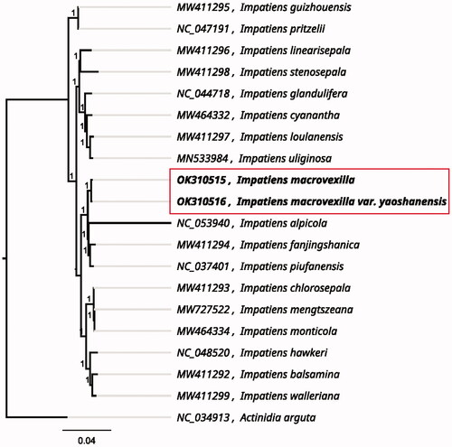 Figure 1. The maximum likelihood phylogenetic tree presenting the genetic relationships of I. macrovexilla and I. macrovexilla var. yaoshanensis among 17 other Impatiens species, using the generalized time-reversible model and the Shimodaira–Hasegawa test.