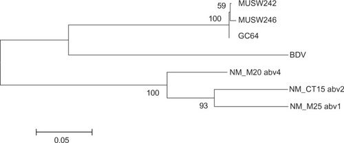 Figure 1 Phylogeny generated using an 1100 nt fragment of bird and mammal bornaviruses that includes part of the N gene, the N/X intergenic region, the entire X gene, and part of the P gene.