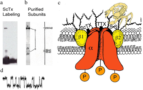 Figure 1. Subunit structure of voltage-gated sodium channels. a) SDS polyacrylamide gel electrophoresis illustrating the α and β subunits of rat brain sodium channels covalently labeled with125I-labeled leiurus quinquestriatus scorpion toxin (ScTx) and imaged by autoradiography. Adapted from Beneski and Catterall, 1980 [Citation16]. b) SDS polyacrylamide gel electrophoresis patterns illustrating the α and β subunits of the brain Na+ channels. Sodium channel purified from rat brain showing the α, β1, and β2 subunits and their molecular weights. Adapted from Hartshorne et al., 1982 [Citation19]. As illustrated, the α and β2 subunits are linked by a disulfide bond. Tetrodotoxin (TTX) and scorpion toxins (ScTx) bind to the α subunits of Na+ channels as indicated and were used as molecular tags to identify and purify the sodium channel protein from brain. c) drawing of the subunit structure of the brain Na+ channel based on biochemical data. Ψ, sites of N-linked glycosylation. Adapted from Catterall, 1984 [Citation27]. d) single channel currents conducted by a single purified Na+ channel incorporated into a planar bilayer [Citation23].