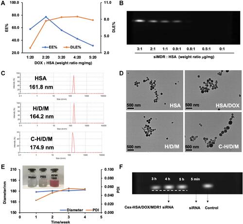 Figure 4 Preparation and Characterization of Cex-HSA/DOX/siMDA1 NPs. (A) The drug loading and encapsulation efficiency of HSA/DOX with different mass ratios (n=3). (B) Agarose gel retardation assays of siMDR1 complexed with HSA/DOX. (C) The Diameter of HSA, H/D/M and C-H/D/M. (D) TEM images of the HSA, HSA/DOX, H/D/M and C-H/D/M. (E) Dispensability, stability, particle size, PDI. (F) Agarose gel retardation assay of anti-RNase A stability diagram of C-H/D/M.