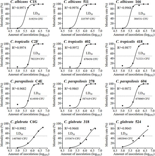 Figure 4 The mortality of G. mellonella larvae enhanced with strain concentration. The results of these following strains include C. albicans (C1S, 511 and 166), C. tropicalis (C2F, 402 and 418), C. parapsilosis (C4E, 278 and 604) and C. glabrata (C6G, 318 and 524).