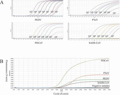 Figure 3. A: amplification curves (X-axis: Cycle, Y-axis: Fluorescence) of 10-fold serial dilutions (1 × 107–1 × 101 copies/μL) of plasmid standards of PEDV, PDCoV, PToV, and SADS-CoV detected by multiplex real-time PCR. B: four amplification curves represent samples positive for PEDV, PDCoV, PToV, and SADS-CoV detected by our multiplex real-time PCR assay; negative samples include TGEV, PoRV, PSV, PTV, CSFV, PKV, and negative control.