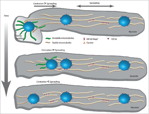 Figure 2. Model of the centration and spreading movements in the differentiating muscle cells. The minus end motor Dynein will promote the centration movement using longer and more stable microtubules emanating from myotube nuclei. With time the microtubules from the newly entered nucleus will become stable (acetylation, detyrosination), Kif5b expression will increase, and thus favor the spreading movement.