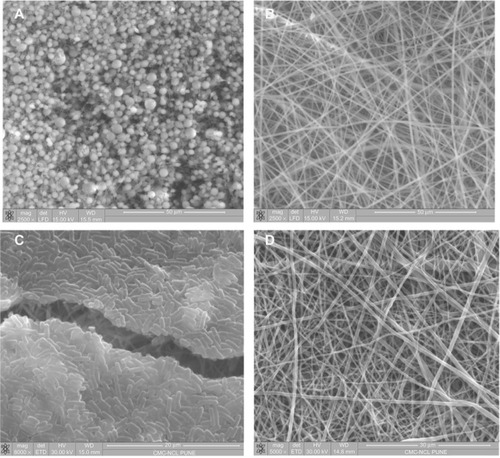 Figure 10 SEM images of PLA and PLA-CP nanofiber mats with bacteria.Notes: PLA-CP mat with Staphylococcus aureus (A); PLA-CP mat without Staphylococcus aureus. (B); PLA-CP mat with Escherichia coli (C); PLA-CP-mat without Escherichia coli (D).Abbreviations: PLA, polylactide; PLA-CP, ciprofloxacin-conjugated PLA; SEM, scanning electron microscope.