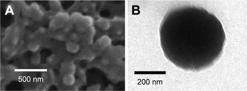 Figure 2 SEM (A) and TEM (B) images of PRN.Abbreviations: SEM, scanning electron microscope; TEM, transmission electron microscope; PRN, proretinal nanoparticles.