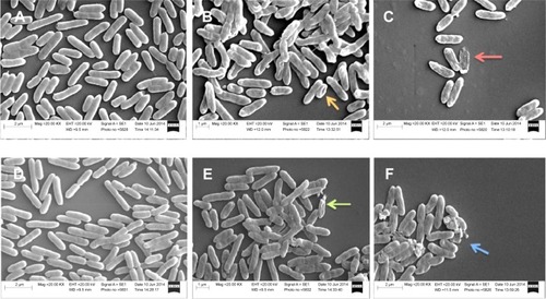 Figure 2 SEM images of mucoid and nonmucoid Pseudomonas aeruginosa.Notes: Exponential phase bacteria were treated with 4× MIC of AgCNTs for 4 hours at 37°C and centrifuged at 2,000× g for 10 minutes. The pellets were then washed in 0.1% PBS and fixed overnight in a mix of 2.5% glutaraldehyde and 1% formaldehyde in 0.1% PBS. Samples were treated with 1% osmium tetroxide in 0.1% PBS, before stepwise dehydration in increasing concentrations of ethanol in water. The dehydrated samples (5 µL each) were then placed on SEM stubs and air-dried and sputter-coated with gold in a sputter-coat device prior to performing SEM analysis. (A) and (D) show images of untreated mucoid and nonmucoid cells, respectively. Bacterial cells have intact cell membranes with uniform shape. (B) and (C) show disintegrated and irregularly shaped mucoid cells, and (E) and (F) show AgCNT-treated nonmucoid bacterial cells. Treated samples show cell disintegration (red and blue arrows), dents or kinks on cell membranes (orange arrow), and broken cells (green arrow).Abbreviations: AgCNTs, silver-coated carbon nanotubes; MIC, minimum inhibitory concentration; PBS, phosphate-buffered saline; SEM, scanning electron microscopy.