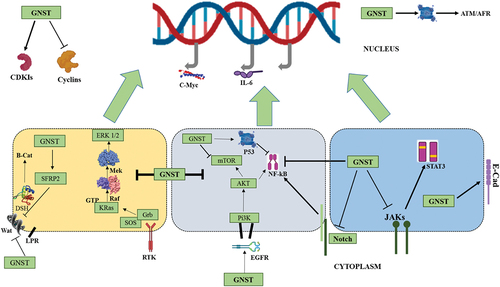 Figure 2. Genistein (GNST) as regulator of cellular pathways involved in cancers.