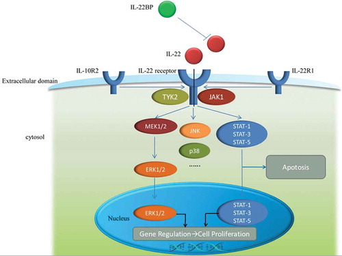 Figure 1. The mechanism of IL-22, IL-22receptor as well as IL-22BP and signaling pathway. IL-22receptor is consist of two parts, IL-10R2 and IL-22R1. The relationship among IL-22, IL-22receptor and IL-22BP is displayed in extracellular domain and the signaling pathways are shown in cytosol and nucleus.