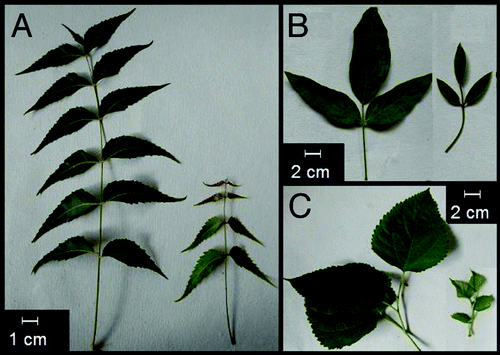 Figure 1. Mature and young leaves of (A) neem, (B) pigeon pea and (C) mulberry.