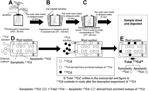 Figure 1  Absorption experiment procedure for evaluating symplastic 113Cd absorption in the roots.