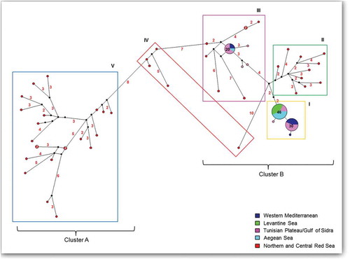 Figure 2. Lessepsian migration data set: median-joining network with the haplotypes grouped according to the sampling locations of the individuals in the major marine ecoregions proposed by Spalding et al. (Citation2007) for Mediterranean and Red Sea: Western Mediterranean (Sardinia); Tunisian Plateau/Gulf of Sidra (Tunisia, Libya, Lampedusa, Sicily); Aegean Sea (Turkey, Rhodes); Levantine Sea (Israel, Lebanon); Northern and Central Red Sea: RED (Egypt, Israel).The small black plots on the nodes show median vectors representing the hypothetical connecting sequences that were calculated using the maximum parsimony method. The numbers of mutations between haplotypes that are greater than one are reported on the network branches. The numbers inside the spots indicate the number of individuals sharing the sequence. The spots without numbers are unique to a single individual.