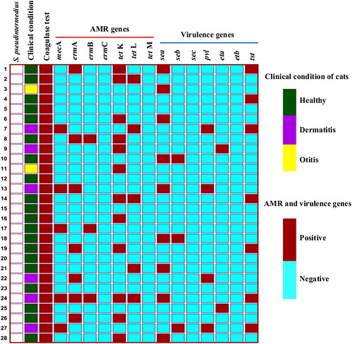 Figure 2. The heat map represents the clinical condition and biochemical test (coagulase) profile of S. pseudintermedius positive cats. In addition, it also illustrates the diverse antimicrobial resistance (AMR) and virulence genes profiles of individual isolate.