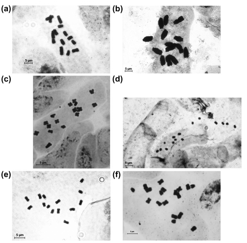 Figure 5. An example of c-metaphases suitable for standardized TCL measurement for different taxa: (a) Leontodon hispidus; (b) Vicia faba; (c) Taraxacum linearisqumeum; (d) Trifolium pratense; (e) Onosma thracica; (f) Matricaria chamomilla cv. “Novbona”.