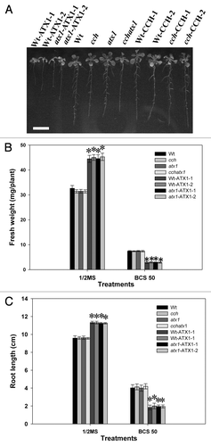 Figure 1. Growth of the wild type (Wt), Cu chaperone mutants (cch, atx1 and cchatx1) and transgenic plants with overexpression of Arabidopsis Antioxidant Protein1 (ATX1) (Wt-ATX1–1, Wt-ATX1–2, atx1-ATX1–1 and atx1-ATX1–2) or Copper Chaperone (CCH) (Wt-CCH-1, Wt-CCH-2, cch-CCH-1 and cch-CCH-2) under severe Cu deficiency. A, Seeds of plants were grown vertically on half-strength MS agar plates with 50 μM Cu chelator bathocuproine disulfonate (BCS) for 17 d (A). Bar = 1 cm. Plants were grown in half-strength MS medium and treated with BCS 50 μM for 17 d, and fresh weight (B) and root length (C) were measured. Data are mean ± SD of 4 replicates with 40 seedlings each. Student’s t-test was used for statistical analysis. * p < 0.01 compared with the wild type under the same condition. The plant materials and growth conditions were described previously.Citation6