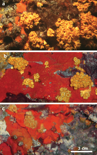 Figure 3. Series of photos from the same area showing the decrease of theP. axinellae covering from a, 2001 to b, 2002 and c, 2003. The decrease in pylops is evident. Crambe crambe colonize the deserted supstratum.