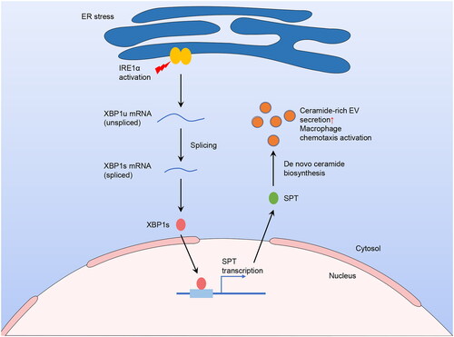 Figure 3. Elevated secretion of hepatocyte-origin ceramide-enriched EVs in lipotoxic circumstances through IRE1α/XBP1/SPT pathway.In the lipotoxic environment, hepatocytes experience ER stress and activation of IRE1α. The activated IRE1α cleaves XBP1u mRNA, converting it to XBP1s mRNA, which then translates into an active transcription factor. Subsequently, XBP1s binds to SPT, its target gene, in the nucleus and facilitates the downstream transcription and translation. Since SPT is a crucial rate-limiting enzyme of de novo ceramide biosynthesis, and ceramide can impact EV release, the concentration of ceramide-rich EVs increased. These EVs are then released into the circulation, leading to macrophage activation and recruitment to the liver. This figure was created using the results from Kakazu et al. (2016) and Dasgupta et al. (2020).