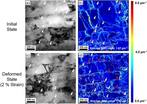 Figure 5. (a) TEM image of 2 vol.% CNT/Al at zero strain; (b) corresponding GND map of (a); (c) TEM image of 2 vol.% CNT/Al at 2% strain; (d) corresponding GND map of (c); The write arrows point the CNTs and red arrows point the CNT-free grain boundaries. Slight distortions of the GND maps from TEM images originate from an inclination of 55° of the off-axis acquisition camera.