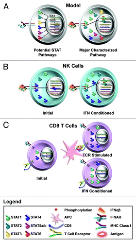 Figure 1. Flexible use of STATs by type 1 IFNs in different cells. (A) Type 1 IFNs have been shown to be able to conditionally activate all of the STATs. The key pathways, however, use the preferred STAT1/STAT2 molecules to stimulate genes through ISRE and GAS promoters for induction of an antiviral state. (B) NK cells intrinsically express high levels of STAT4. As a result, exposure to type 1 IFNs initially activates STAT4 for IFNγ production by these cells. Eventually, STAT1 levels are increased and block receptor access to STAT4. (C) CD8 T cells have the potential to respond to type 1 IFN with either STAT1 or STAT4 activation, but the activation of STAT1 is preferred. During the context of responses to infection, the antigen-specific subsets have their STAT4, whereas the non-specific cells have STAT1, levels induced. As a result, antigen-specific CD8 T cells overcome type 1 IFN STAT1-dependent anti-proliferative effects and respond to type 1 IFN with STAT4 activation for IFNγ production. (See text for related references.)