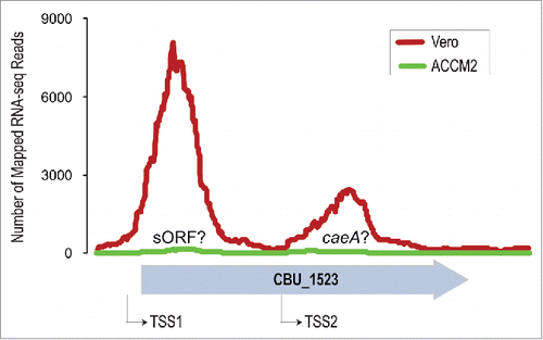 Figure 1. Expression patterns of the annotated pseudogene CBU_1523 (gray wide arrow) in C. burnetii grown in the cell-free medium ACCM2 (green line), and in Vero cells (red line) for 72 hours. Two apparent transcription start sites (TSSs) that possibly correspond to a small open reading frame (sORF) and to caeA are indicated by black thin arrows.