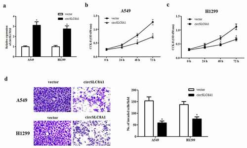 Figure 2. Effect of circSLC8A1 on the proliferation and invasion of NSCLC cells. (a). Relative expression of circSLC8A1 in A549 and H1299 cells after transfection with pcDNA3.1-circSLC8A1 or vector. (b and c). CCK-8 assay was performed to examine the effects of circSLC8A1 on the proliferation in A549 and H1299 cells. (d). Transwell assay was carried out to measure the effect of circSLC8A1 on cell invasion in A549 and H1299 cells. *p < 0.05 vs. vector group