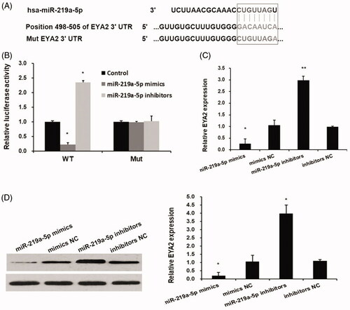 Figure 2. miR-219a-5p regulated EYA2 expression by binding 3′-UTR of EYA2. (A) The bioinformatics analyses predicted that EYA2 has a binding site of miR-219a-5p at its 3′ UTR of EYA2. (B) Dual luciferase reporter assay. Values are expressed as mean ± SD, n = 3; *p < .01 compared with control group. (C) The effects of miR-219a-5p mimics and inhibitors on EYA2 mRNA expression. Values are expressed as mean ± SD, n = 3; *p < .01 compared with mimics NC; **p < .01 compared with inhibitors NC. (D) The effects of miR-219a-5p mimics and inhibitors on EYA2 protein expression. Values are expressed as mean ± SD, n = 3; *p < .01 compared with mimics NC; **p < .01 compared with inhibitors NC.