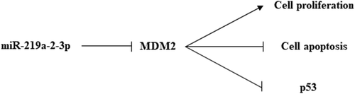 Figure 5. The schematic representation of possible mechanisms of miR-219a-2-3p in pituitary adenomas.