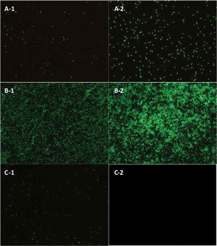 Figure 1. Biofilms of: (A) L. brevis, (B) S. Typhimurium, and (C) C. sakazakii. Biofilms formed on stainless steel, without washes (A-1, B-1, and C-1), and with three washes (A-2, B-2, and C-2). Epifluorescent images obtained with LIVE/DEAD® stain. Viable cells stained in green colour and not viable cells in red. (All figures at 40× magnification).Figura 1. Biofilms de: (A) L. brevis, (B) S. Typhimurium y (C) C. sakazakii. Las biopelículas se formaron en acero inoxidable, sin enjuagues (A-1, B-1, y C-1), y con tres enjuagues (A-2, B-2, y C-2). Las imágenes epifluorescentes se obtuvieron mediante la aplicación del colorante LIVE/DEAD®. Las células viables se tiñeron de verde y las no viables de rojo. (Todas las figuras aparecen con un aumento de 40×.)