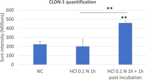 Figure 5 CLDN-1 quantification performed on triplicate series of HO2E/12 tissues treated with saline solution (NC) or exposed to HCl 0.1N (pH 1.2) for 1h without (series HCl 0.1N 1h) or with 1h post incubation period (series HCl 0.1N 1h + 1h post incubation). The signal of CLDN-1 was quantified using Tilescan technology which allows evaluation of the protein expression on the entire tissue section. Statistical significance compared to the NC and between the two series treated with HCl 1N are reported: **p < 0.01.