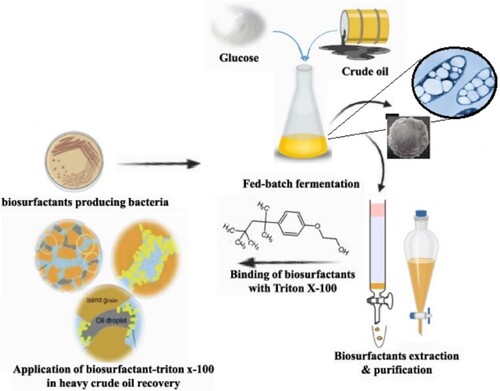 Figure 4. Simultaneous production of PHA and biosurfactant in a single fed-batch fermentation.