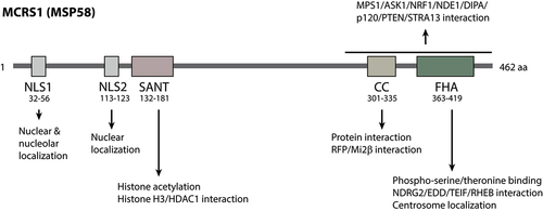 Figure 2. Functional domains of MCRS1. MCRS1 has NLS, SANT, CC, and FHA domains. The NLS1 regulate both nuclear and nucleolar localization of MCRS1. SANT domain binds directly to the histone H3 tail and recruit HDAC1 to control histone acetylation. CC and FHA domains mediate specific interaction with target proteins.