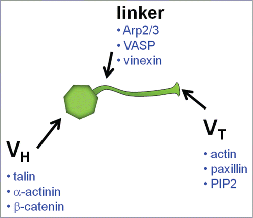 Figure 1. Schematic of vinculin molecule indicating binding partners.