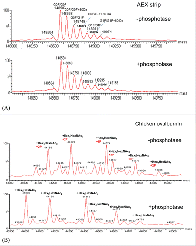 Figure 7. (A) Deconvoluted intact mass spectra of AEX strip fraction with and without alkaline phosphatase treatment. (B) Deconvoluted intact mass spectra of chicken ovalbumin with and without alkaline phosphatase treatment.