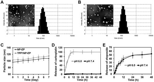 Figure 2. Physicochemical properties of nanocomplexes characterized in vitro. (A) TEM image and particle size distribution of NP-EP. The bar represents 200 μm. (B) TEM image and particle size distribution of TPP1NP-EP. The bar represents 200 μm. (C) Stabilities of NP-EP and TPP1NP-EP investigated by incubation of nanocomplexes in DMEM and the particle size changes were determined at every day in a week. (D) The release behavior of carboplatin was respectively investigated in medium of pH 6.0 and pH 7.4. (E) The release behavior of etoposide was respectively investigated in medium of pH 6.0 and pH 7.4.