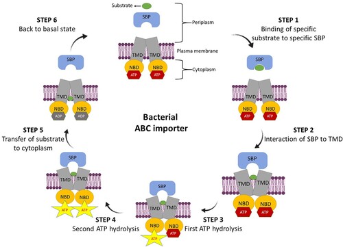 Figure 1. Schematic representation of ABC import system. Step 1. In periplasm, substrate-binding protein (SBP) binds to its respective substrate to form SBP-substrate complex. Step 2. Interaction of SBP-substrate complex to transmembrane domains (TMDs) leads to outward-facing confirmation and release of the substrate into the TMDs binding cavity. Step 3. First, ATP hydrolysis at consensus site of one nucleotide-binding domain (NBD). Step 4. Second ATP hydrolysis at second consensus site of second NBD. Step 5. Conformational changes in TMDs leads to inward-facing conformation that allows translocation of the substrate into the cytosol. Step 6. Importer back to its basal state by nucleotide exchange.