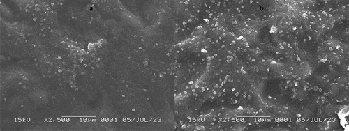 Figure 4. (a) Nanocomposite film surface with 0% NCC; (b) Nanocomposite film surface with 7% NCC.