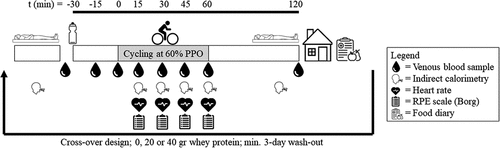 Figure 1. Overview of the experimental visits. Participants arrived in the morning after an overnight fast. After measuring resting energy expenditure for 15 minutes and drawing a fasted blood sample, participants consumed a 500-mL beverage containing either 0, 20, or 40 g of whey protein in a randomized, cross-over design. Thirty minutes after ingestion, participants cycled for 1 h at 60% of peak power output (PPO).
