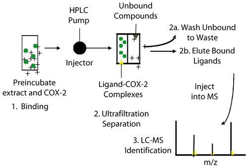 Figure 2.  Schematic presentation of PUF-LC-MS assay.