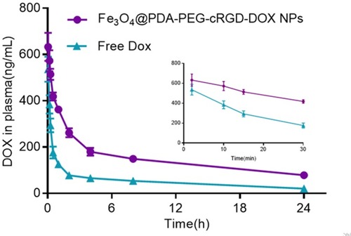 Figure 8 In vivo pharmacokinetics. The plasma concentration of DOX in two groups (n=3) of healthy SD rats treated with tail-vein injection of free DOX and Fe3O4@PDA-PEG-cRGD-DOX with doses of 1.5 mg/kg at different times.