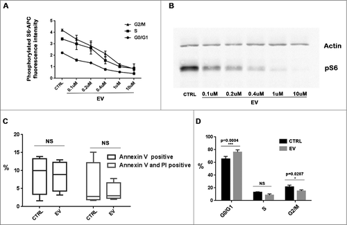 Figure 5. EV inhibited MCF-7 cells proliferation without inducing apoptosis (A): Flow cytometry analysis revealed dose-dependent inhibition of S6 phosphorylation level in different cell cycle population. (B): Western-blot result revealed dose-dependent inhibition of S6 phosphorylation level by EV. (C): Annexin V and PI analysis by cytometry revealed that EV did not induce apoptosis or cell death of MCF-7 cells. (D): Ki67 and PI analysis by cytometry showed that EV inhibited MCF-7 cells proliferation and induced a significant increase of G0/G1 and G2/M phases cells after 48 h incubation.