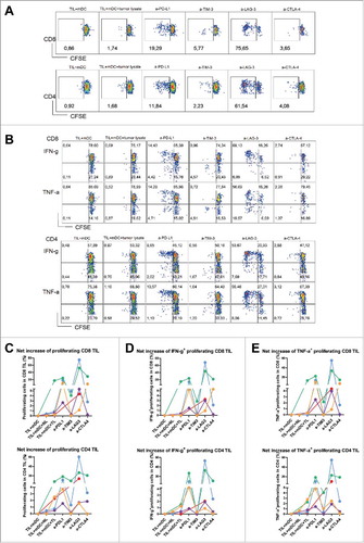 Figure 6. Antibody blockade of LAG3 or PD-L1 boosts ex vivo responses of intra-tumoral T cells from MMR-proficient LM-CRC to autologous tumor antigens. Blood mDC loaded with autologous tumor lysates were used to stimulate CFSE-labeled TIL, in the presence or absence of 10 μg/mL antagonistic antibodies. After six days T cell proliferation and intracellular cytokine production were analyzed after re-stimulation with PMA and ionomycin. (A) (B) Representative dot plots of T cell proliferation, IFN-γ and TNF-α expression in CD3+CD8+ and CD3+CD4+ TIL, in response to autologous mDC pre-loaded with tumor lysates (TIL+mDC+tumor lysate), in the presence or absence of antagonistic antibodies (a-). TIL responses to mDC that were not pre-loaded with tumor lysates (TIL+mDC) served as controls to determine non-antigen-specific TIL proliferation and cytokine production. (C) (D) (E) Collective data of five patients tested. Each line and each color represent one patient. The results are reported as net tumor-specific responses, calculated by subtracting the percentages of proliferating (CFSE-low) T cells or IFN-γ+ or TNF-α+ proliferating T cells in the control condition (mDC without tissue lysates) from the percentages in the conditions with tumor lysates (TL) in the absence or presence of antagonistic antibody. In two experiments an additional control was included, in which TIL were stimulated with blood mDC pre-loaded with normal liver lysates (NL), which did not lead to increased TIL responses.