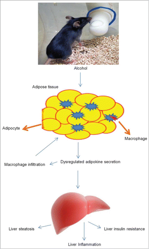 Figure 1. Alcohol consumption causes dysregulated adipokine secretion and macrophage infiltration into adipose tissue resulting in liver steatosis and inflammation.