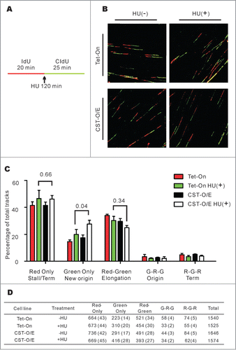 Figure 3. CST over-expression leads to an increase in new origin firing following release from HU-induced fork stalling. (A) Schematic showing the timing of HU treatment relative to IdU and CldU labeling. (B) Representative images of DNA fibers. Red, IdU; green, CldU. (C) Graph showing the percentage of the indicated types of track (Mean ± SD, n = 3 experiments, p-values are indicated). (D) Total number of tracks scored, number in brackets indicates the percentage of total tracks scored G, Green; R, Red.
