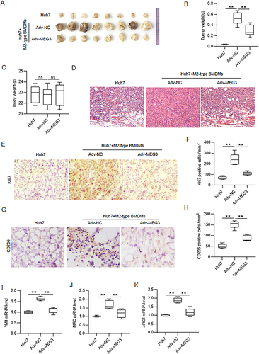 Figure 5 MEG3 represses in vivo tumor growth by inhibiting M2 macrophage polarization. Nude mice were injected subcutaneously with Huh7 cells only, mixture of Huh7 cells and Adv-NC-transfected M2-type BMDMs, or mixture of Huh7 cells and Adv-MEG3-transfected M2-type BMDMs. (A) The primary tumors were excised and photographed after mice were sacrificed. (B) Tumor weight. (C) Body weight of mice. (D) Examination of the histopathological characteristics of the tumors by hematoxylin and eosin (H&E) staining. (E–H) Determination of Ki67 and CD206 expression in tumor tissues by immunohistochemistry staining. (I–K) Detection of mRNA expression of M2 polarization markers by RT-qPCR analysis. N = 8 per group. **p < 0.01.