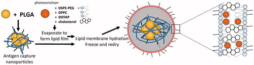 Figure 3. Idea of preparation of nanoparticle which make use of photosensitizer and also lead to immune response.
