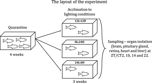 Figure 1. The layout of the experiment. After reaching the animal facility at the Institute of Zoology and Biomedical Research, Jagiellonian University, Krakow, Poland, the fish were quarantined for 4 weeks. Before the experiments, selected groups of fish were acclimated to the LD (12 hours light and 12 hours darkness), LL (constant lighting) or DD (constant darkness) light regime for 3 weeks. After acclimation the brain, pituitary gland, retina, heart and liver were isolated at four different time points (2, 10, 14 and 22 hours after the onset of light in LD and LL, and at the same time, but without any light in DD).